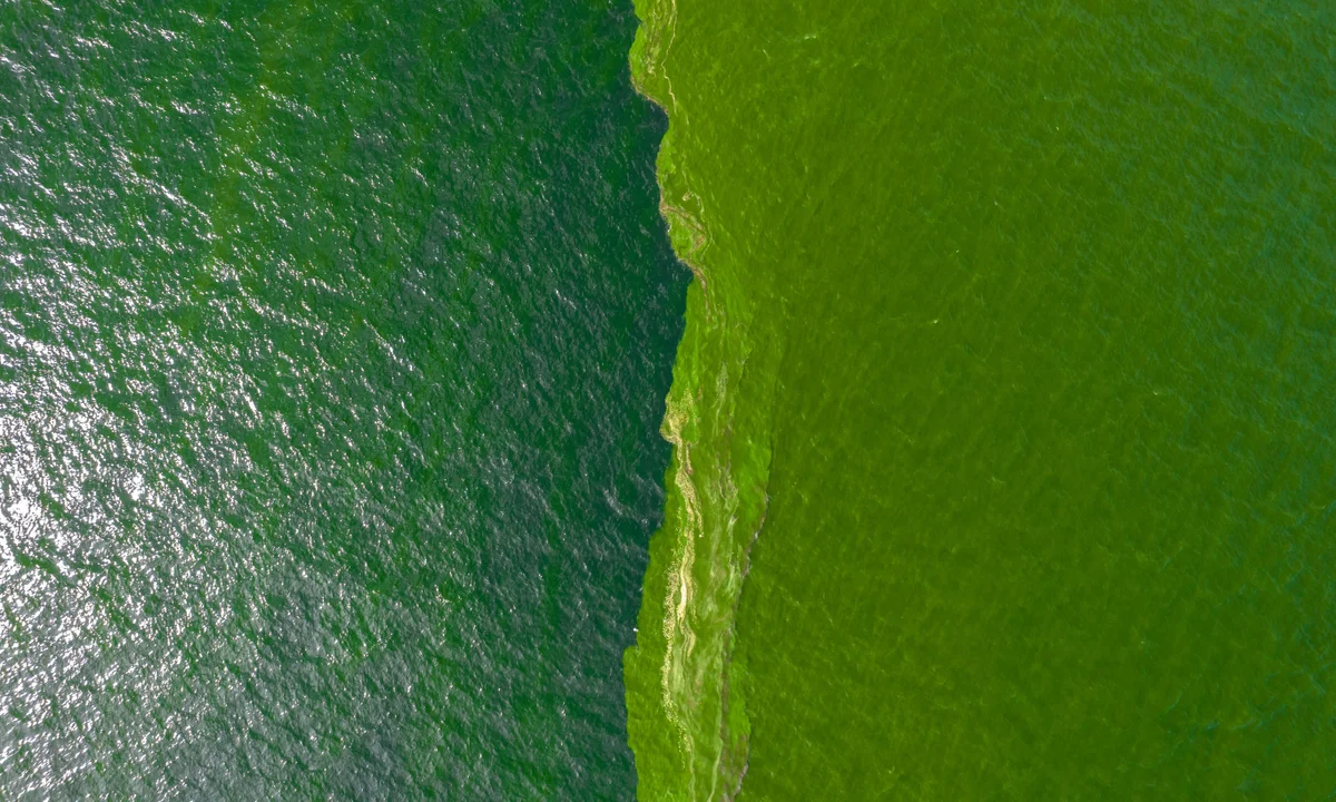 Why did Koh Larn’s sea turn green? What visitors should know